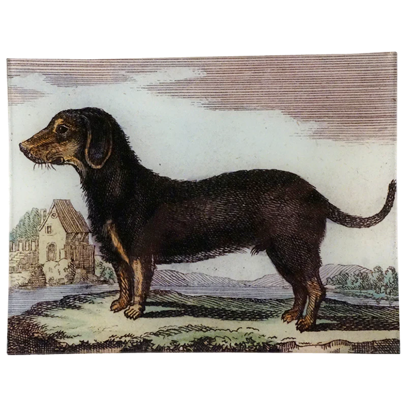 Dachshund Black