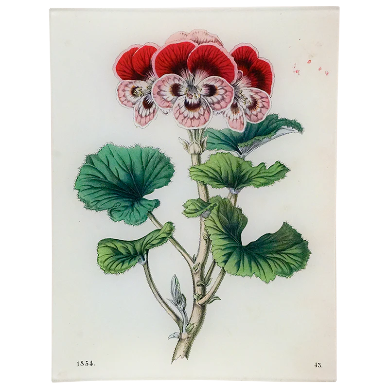 Geranium 43