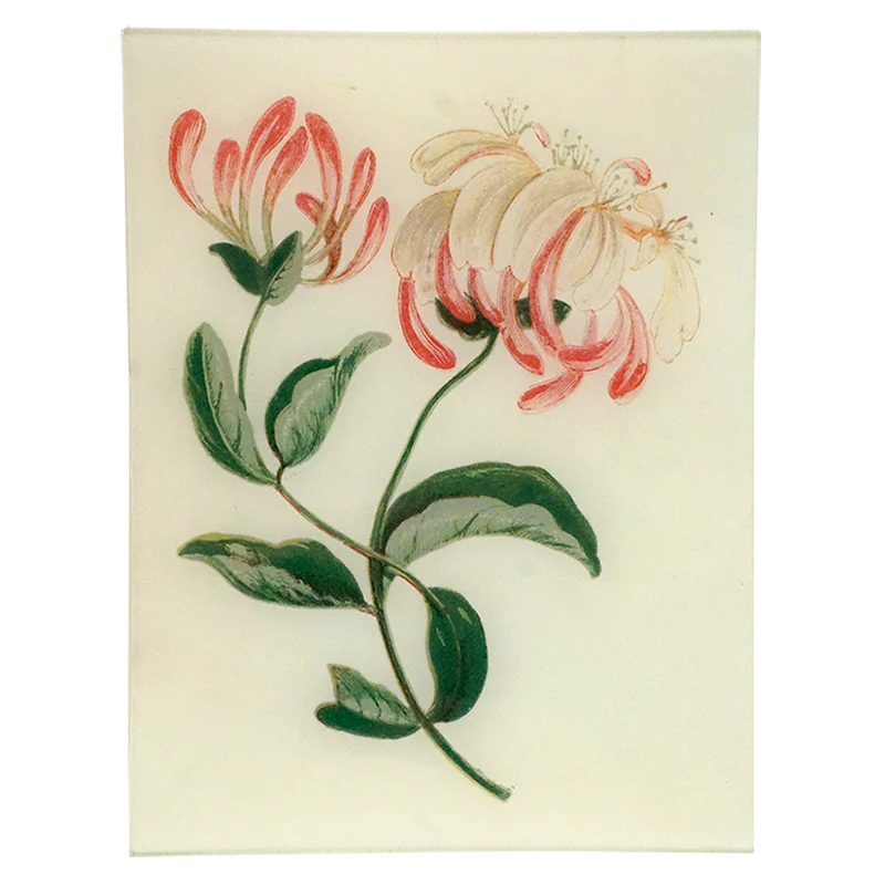 Honeysuckle
