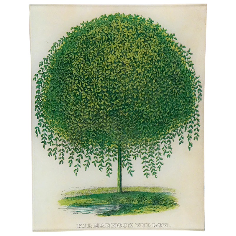 Kilmarnock Willow