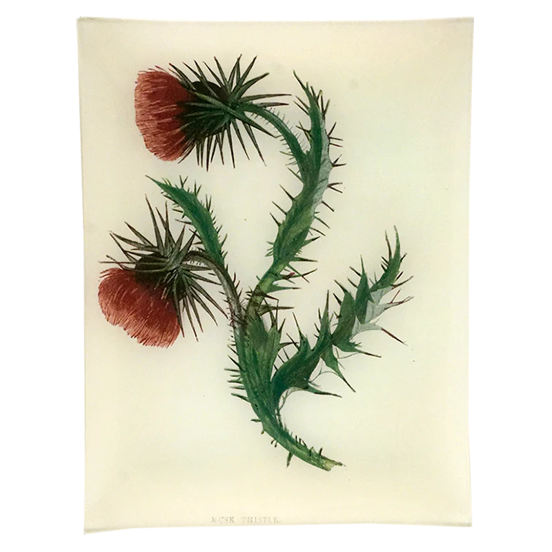 Musk Thistle