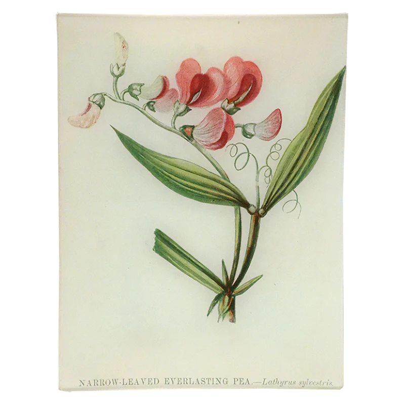 Narrow-Leaved Everlasting Pea