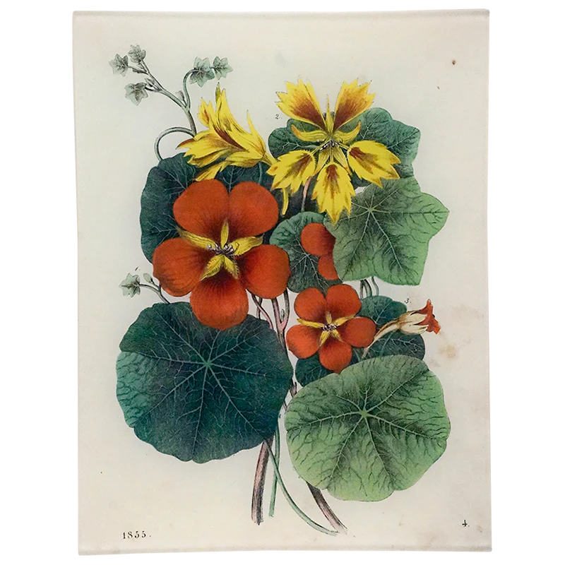 Nasturtium