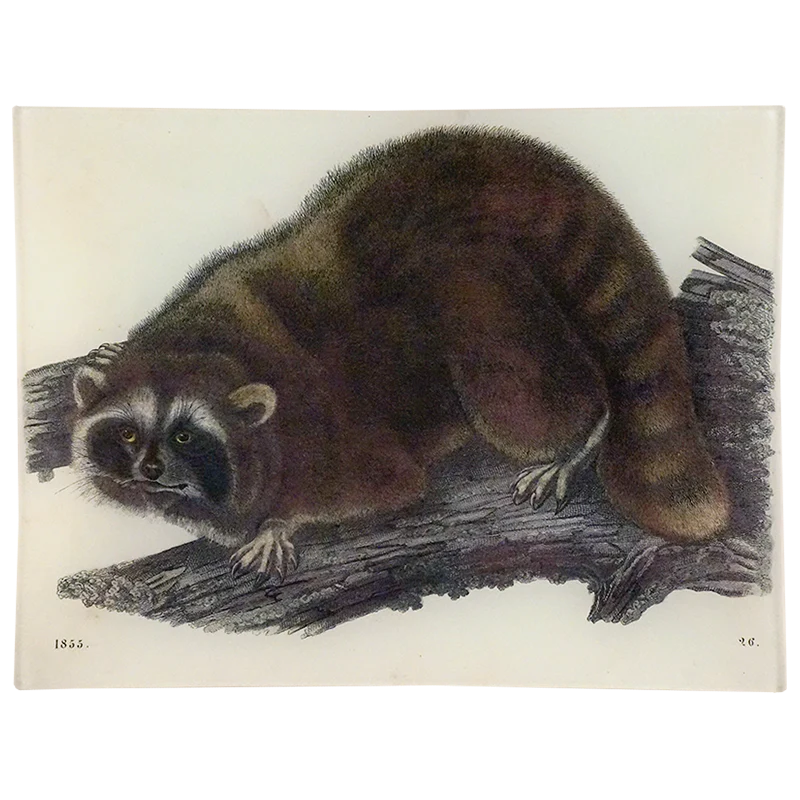 Raccoon 26