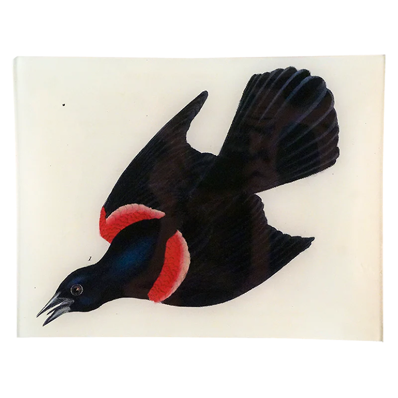 Red-Winged Starling