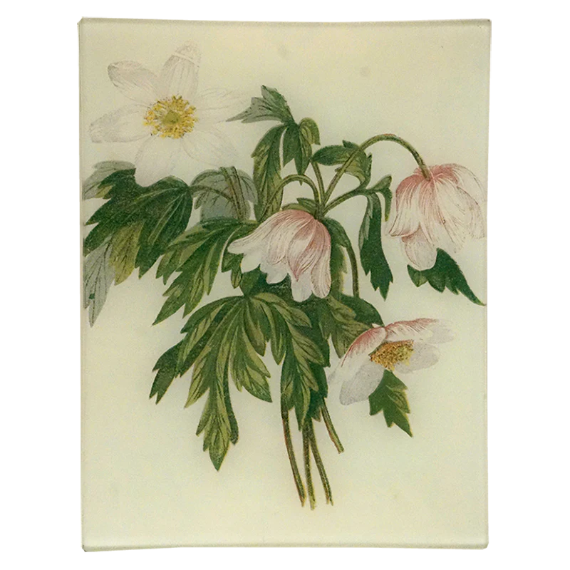 Wood Anemone