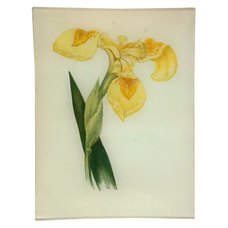 Yellow Iris