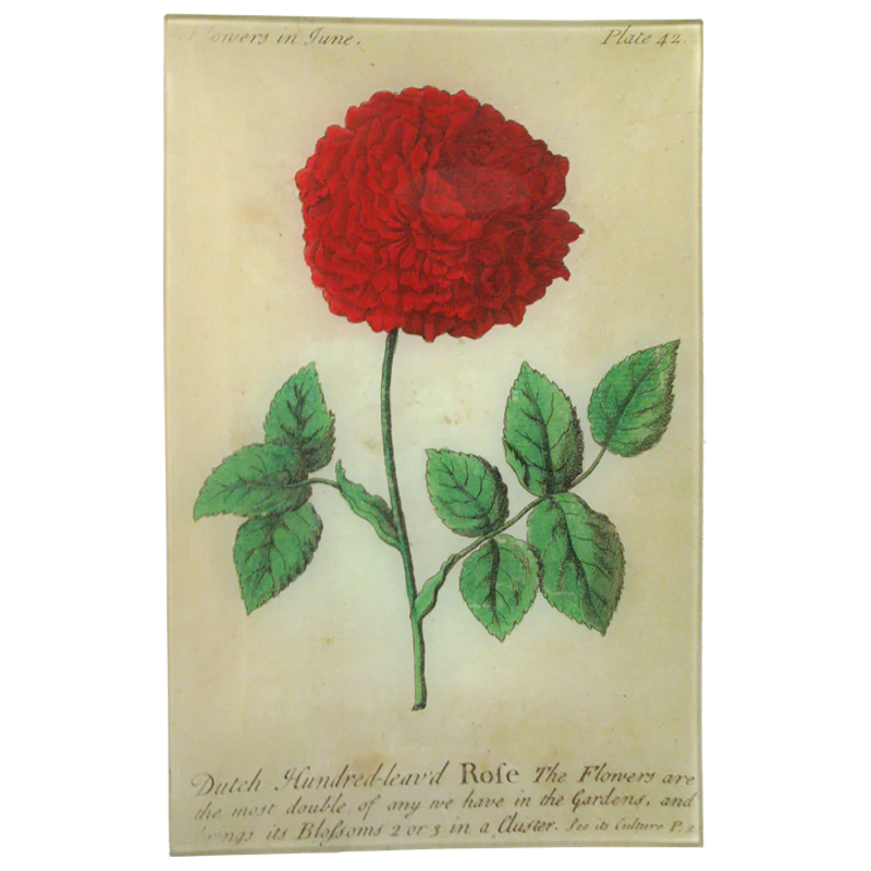 Dutch Rose (Floral)