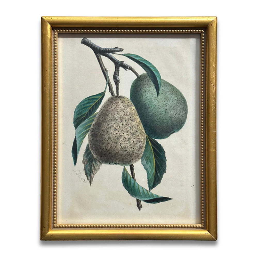 Framed Speckled Pear Vintage Botanical Lithograph Print