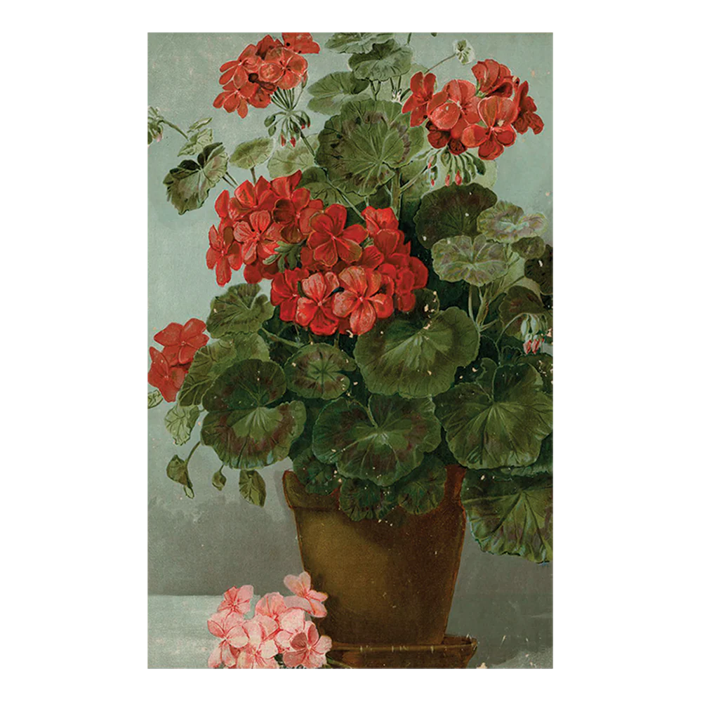 Geranium