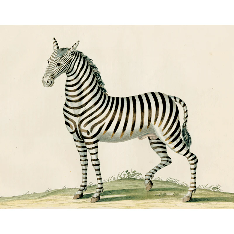 Zebra Field (p 122)