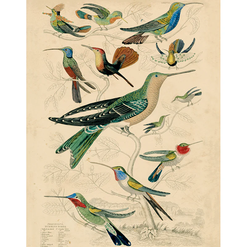 12 Hummingbirds (p 200)