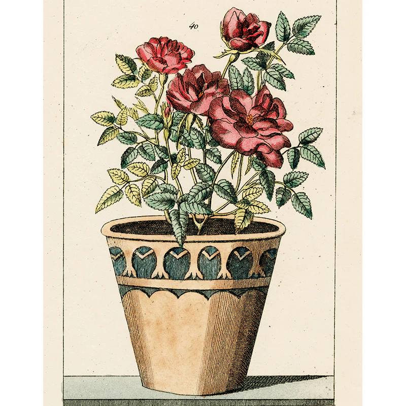 Potted Rose (p 226)