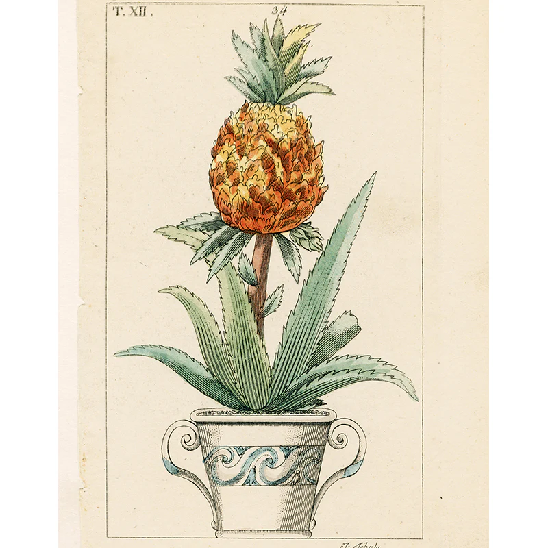 Potted Pineapple (p 308)