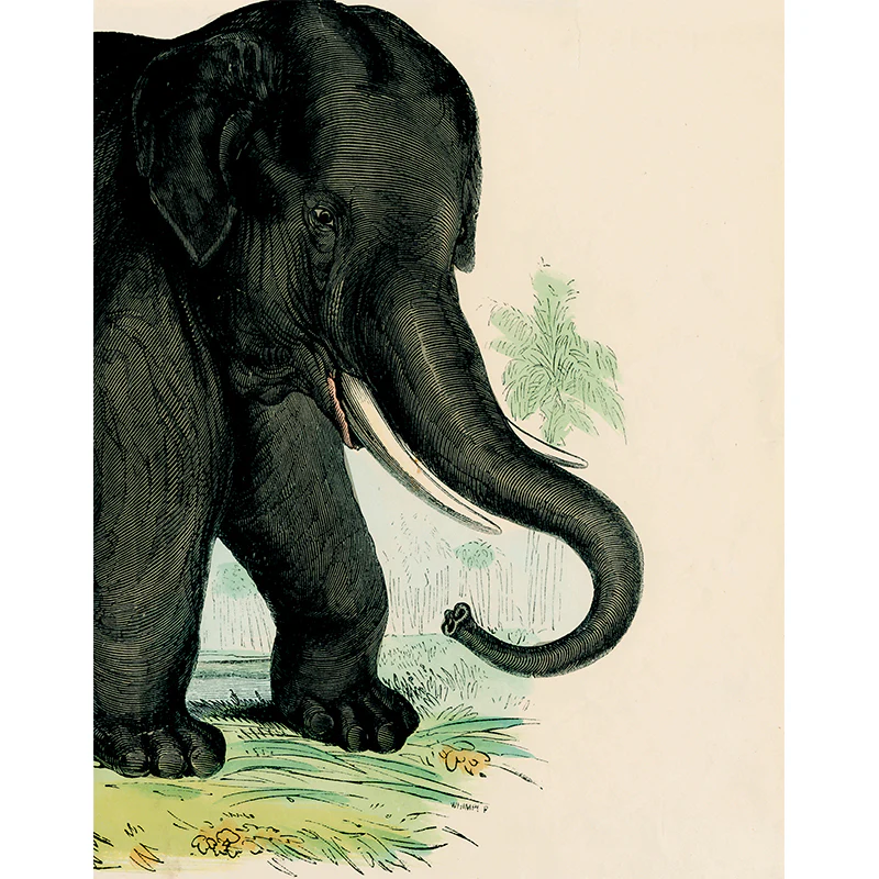 The Elephant (p 119)