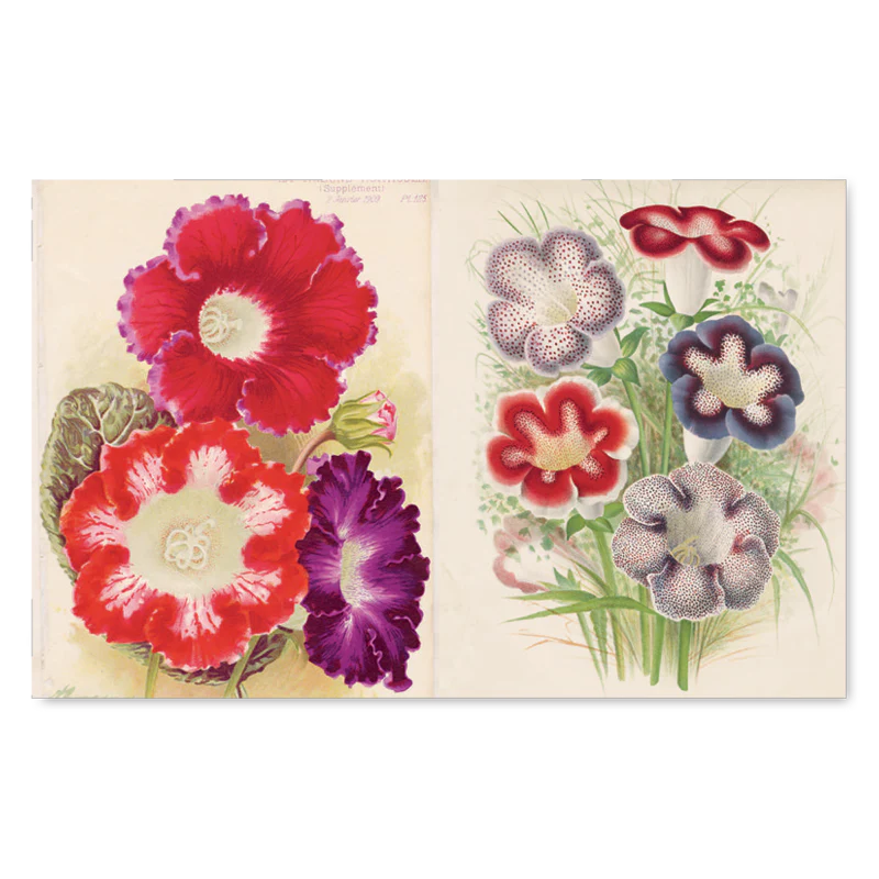 John Derian Picture Book - Image 2