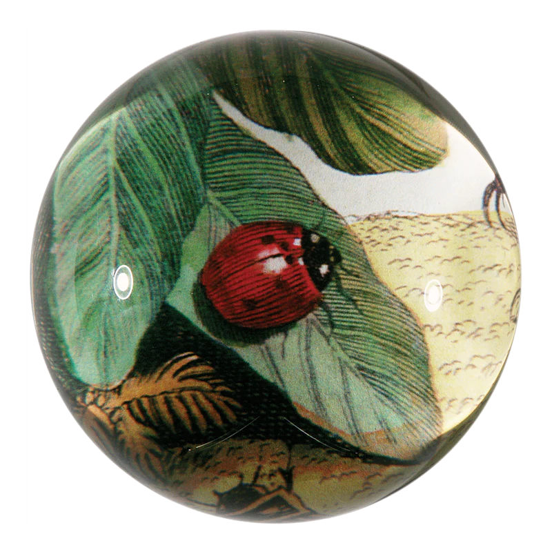 Ladybug