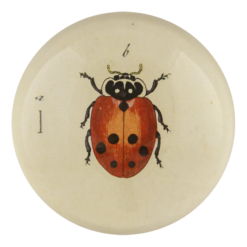 Little Ladybug