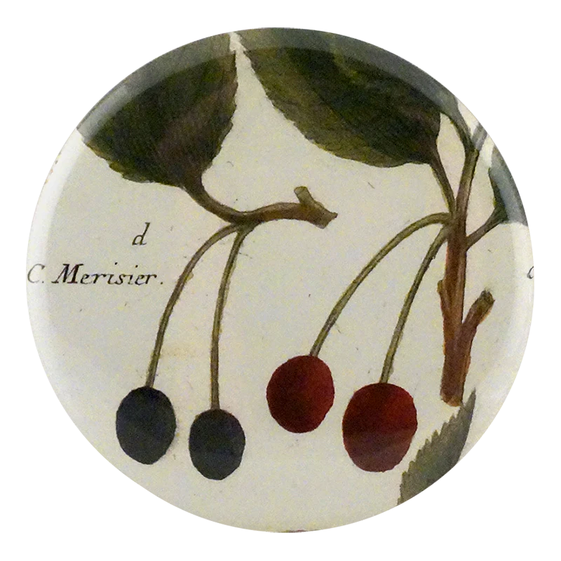 an C. Bigarella
