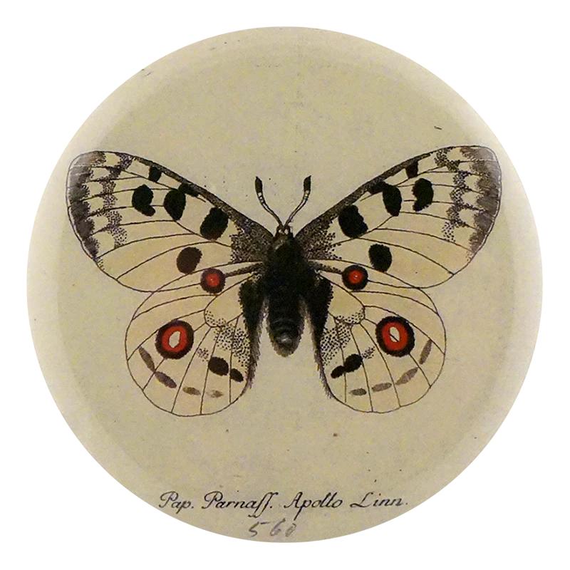 Apollo Butterfly