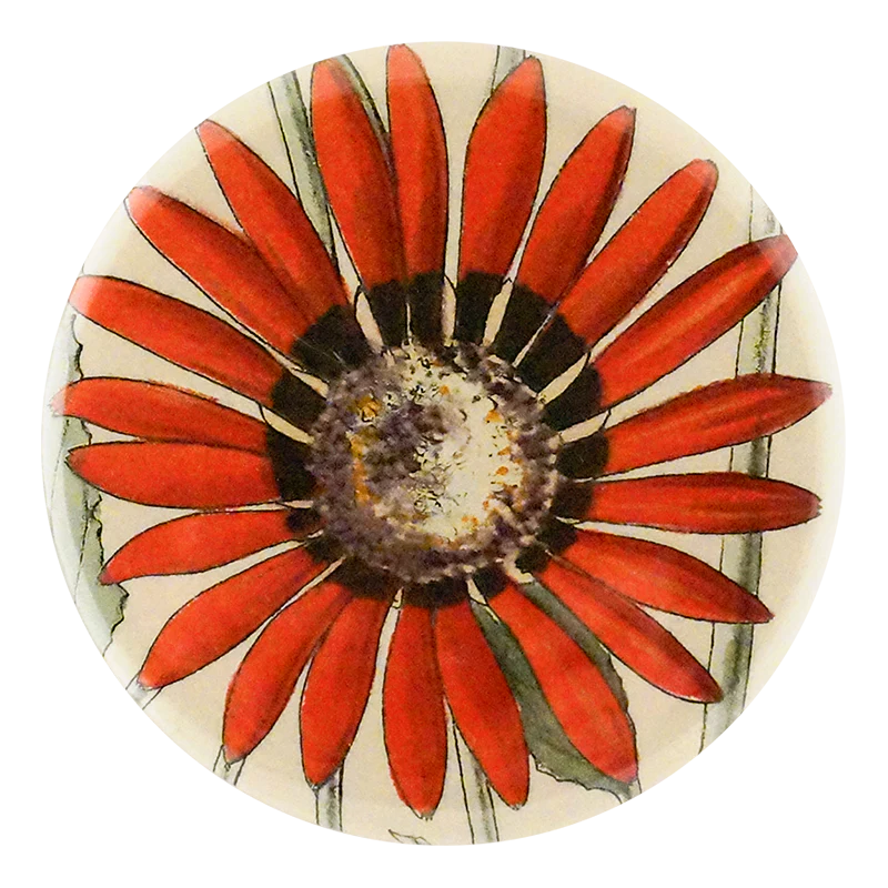 Arctotis Roodae