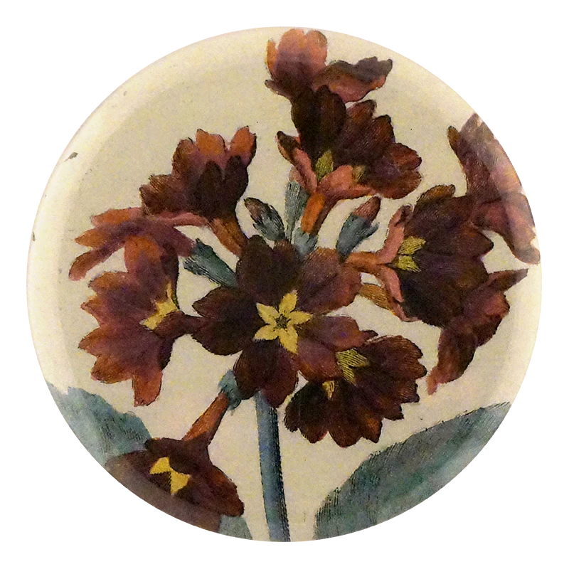 Auricula XIX