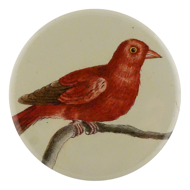 Bengalini Red
