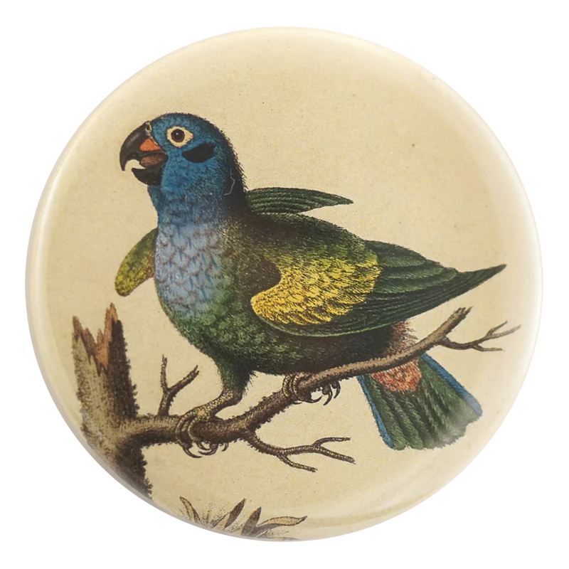 Blue Headed Parrot