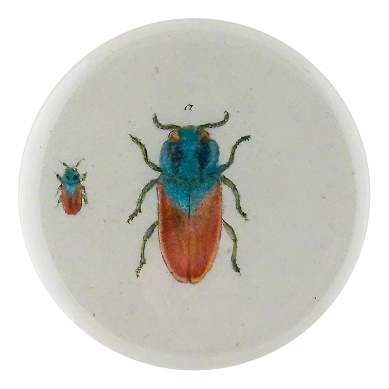 Blue Red Jewel Beetle