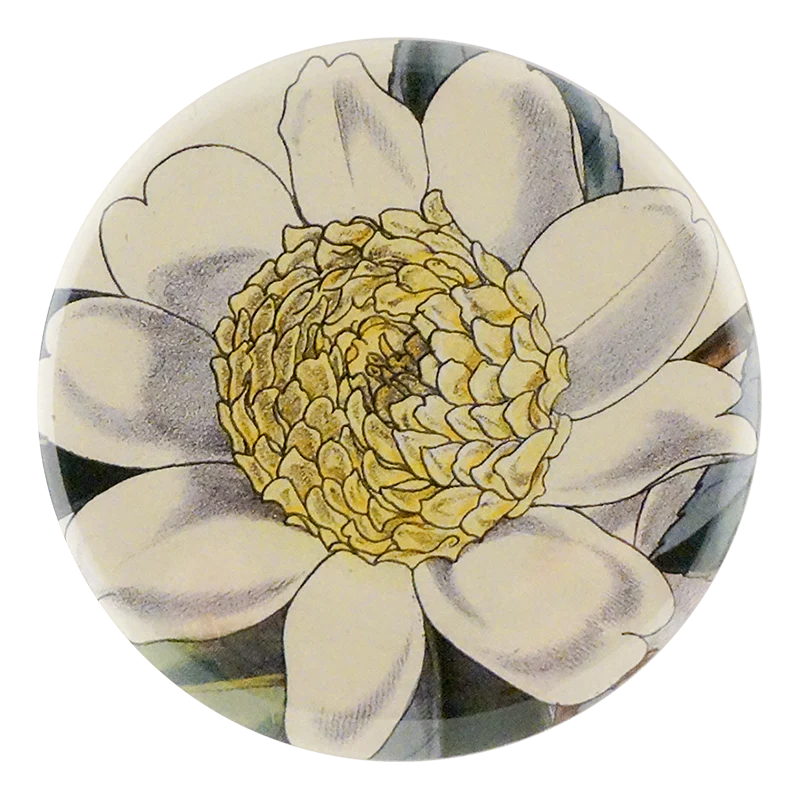 Camellia Sasanqua