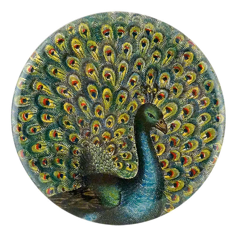 Coy Peacock