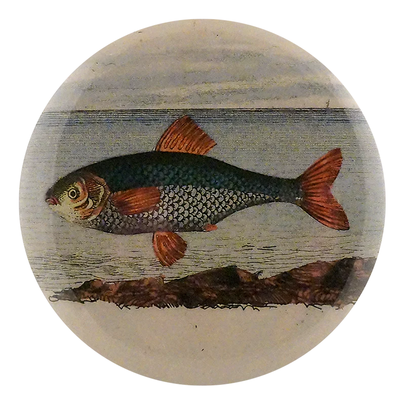 Fish