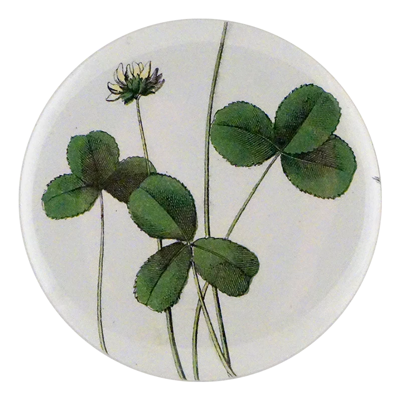 Forage Clover