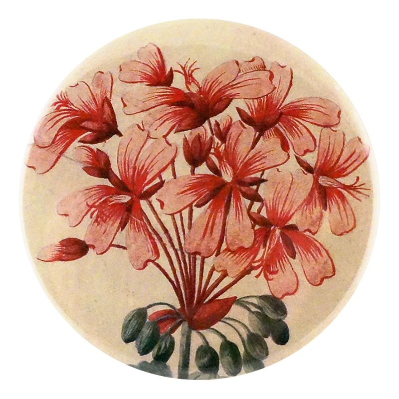 Geranium Zonale