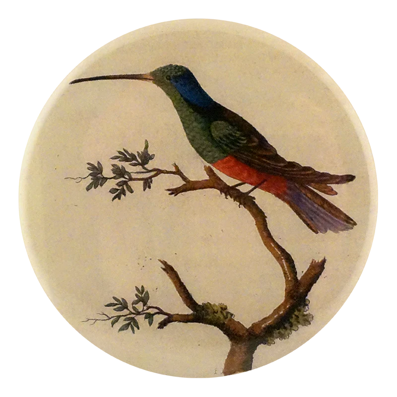Harlequin Hummingbird