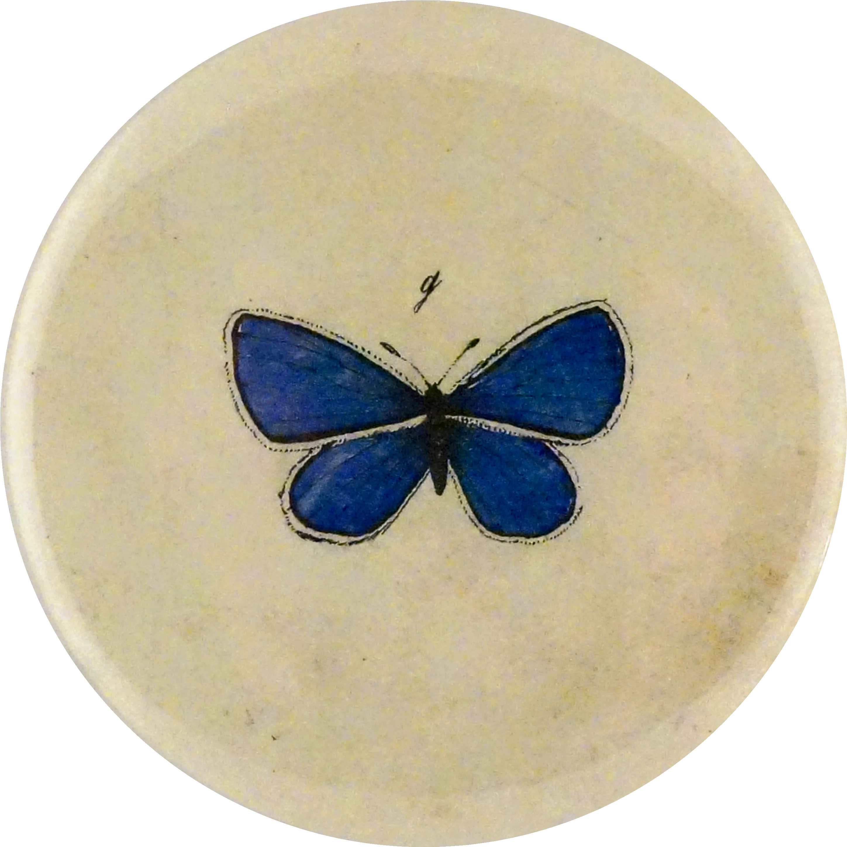 Holy Blue Gossamer Wings Butterfly
