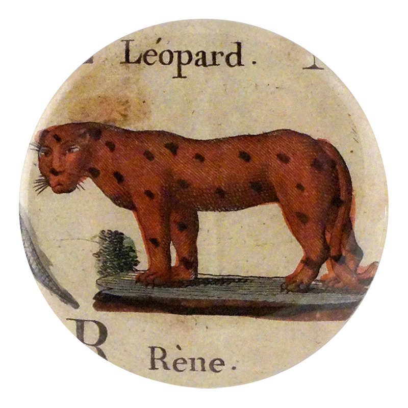 Leopard