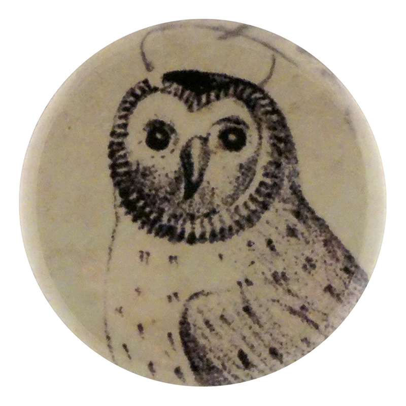 Lessons: Owl