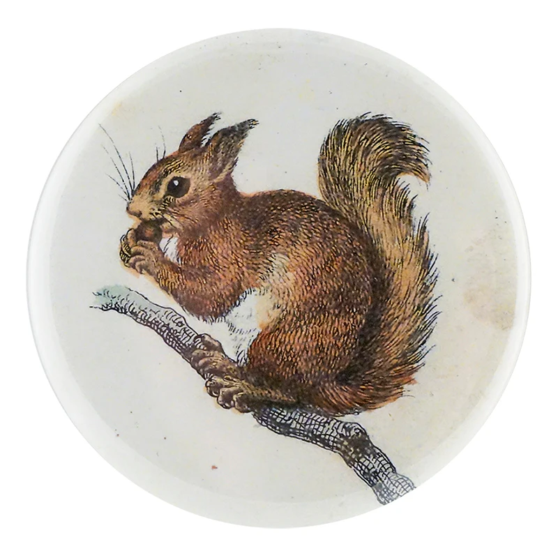 Little Baby Squirrel