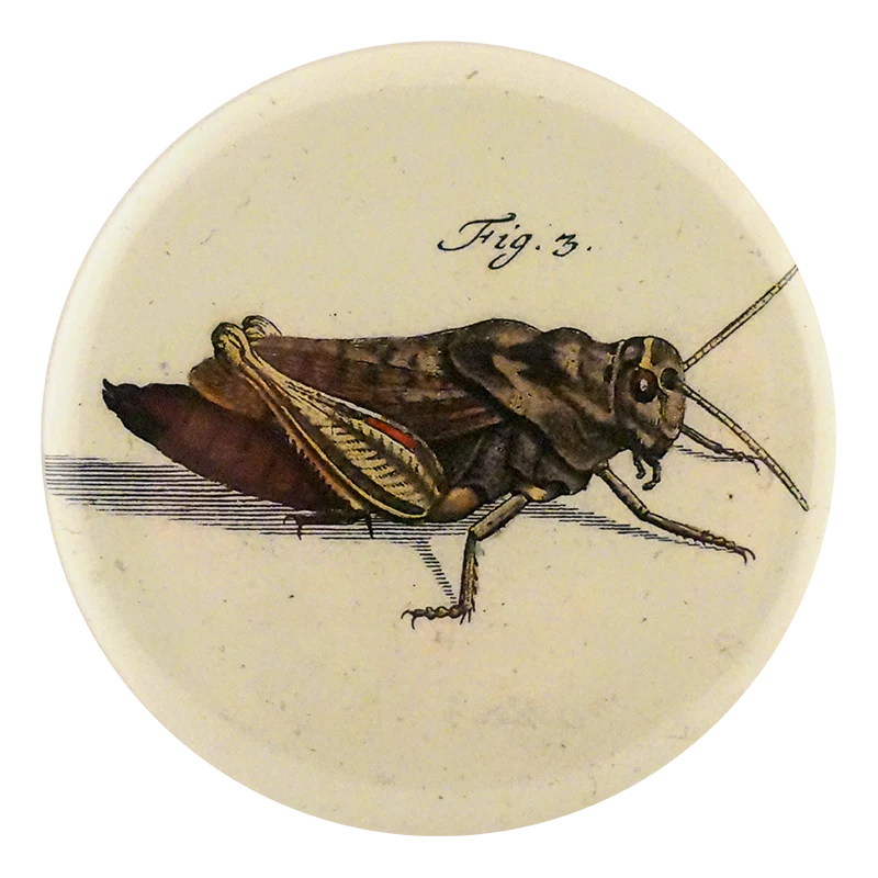 Locust