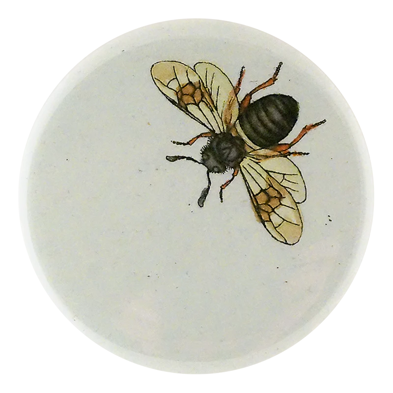 Long Horned Bee