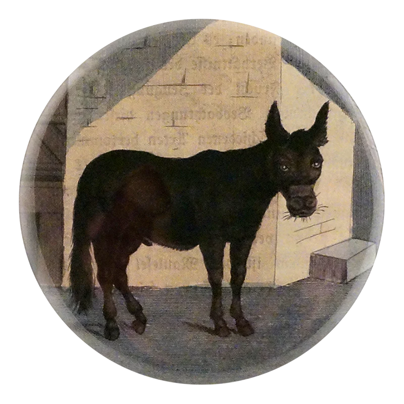 Mule