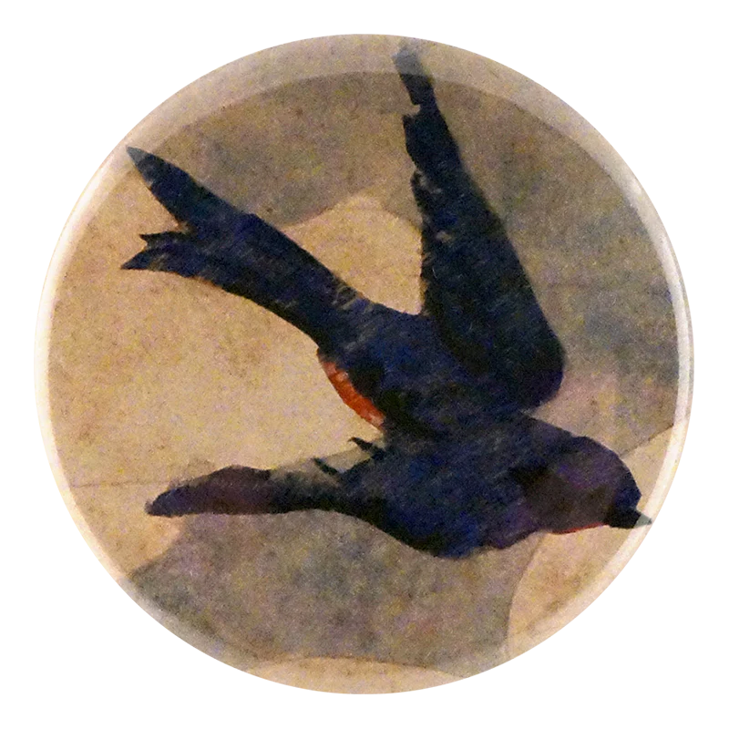 Painted Swallow