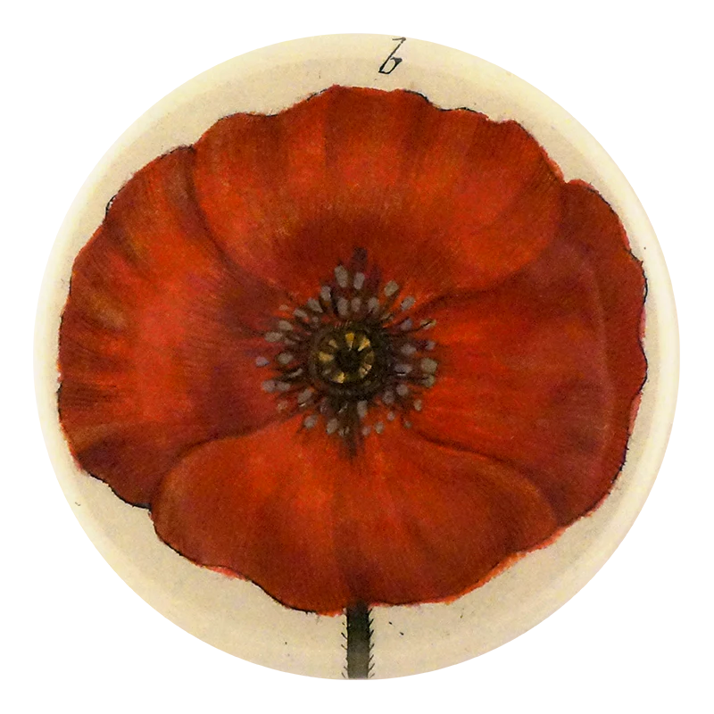 Papaver