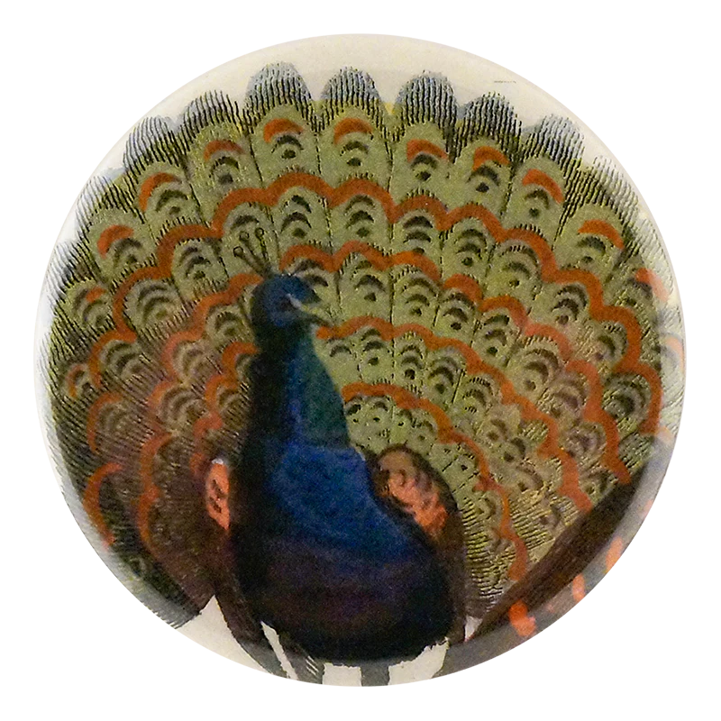Peacock