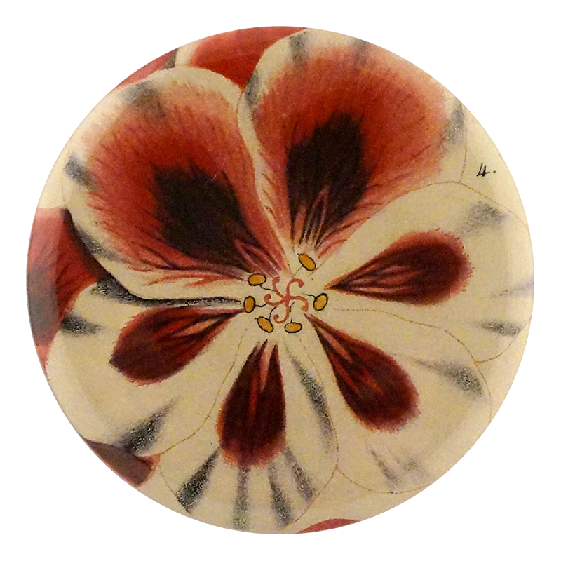 Pelargonium #4 Marie Rohde
