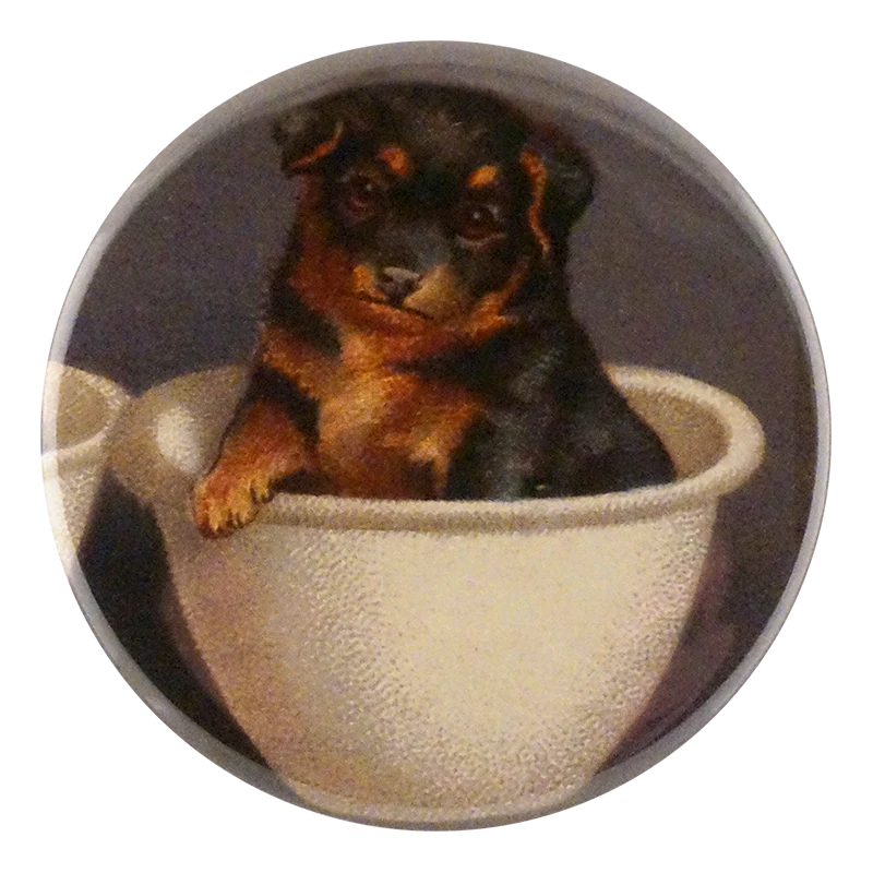 Pet Bowl