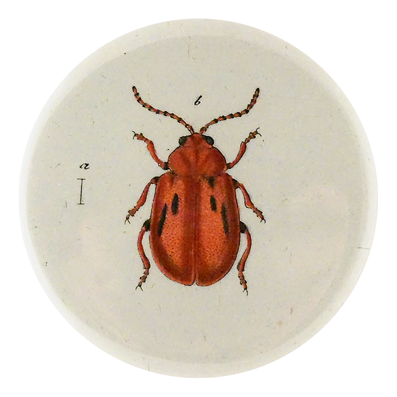 Red Onion Beetle