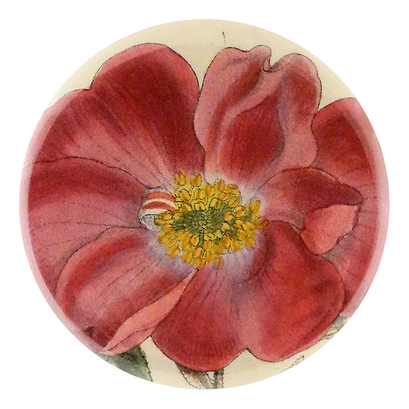 Rosa Incarnata
