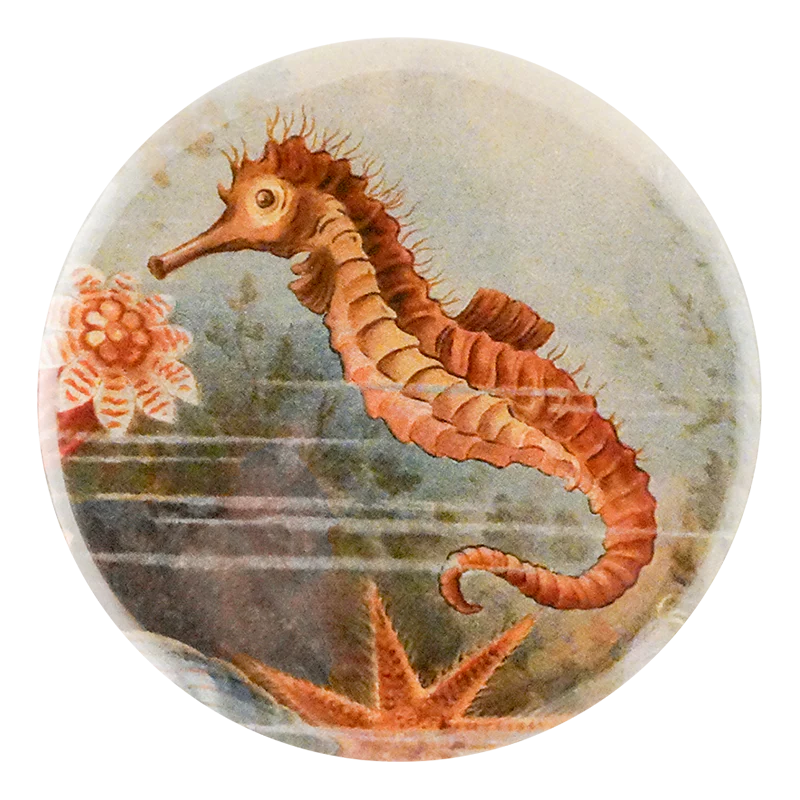 Seahorse